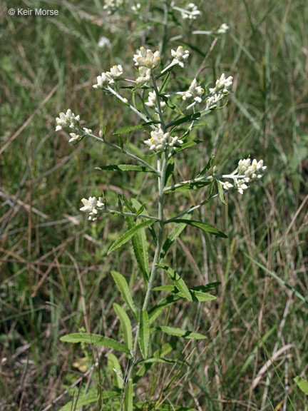 Слика од Pseudognaphalium obtusifolium (L.) O. M. Hilliard & B. L. Burtt