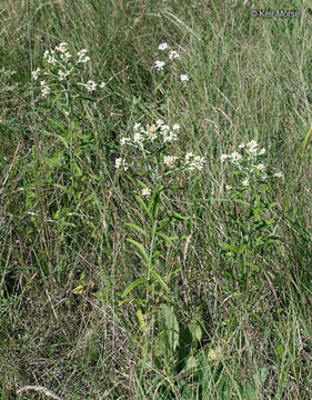 Image of rabbit-tobacco