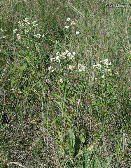 Слика од Pseudognaphalium obtusifolium (L.) O. M. Hilliard & B. L. Burtt