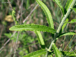 Слика од Pseudognaphalium obtusifolium (L.) O. M. Hilliard & B. L. Burtt