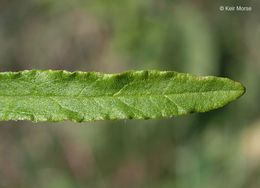 Слика од Pseudognaphalium obtusifolium (L.) O. M. Hilliard & B. L. Burtt