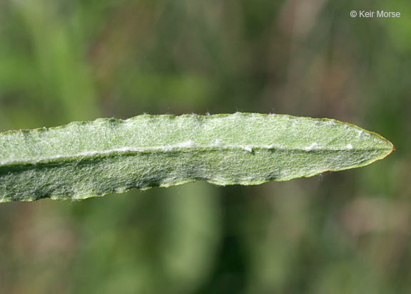 Слика од Pseudognaphalium obtusifolium (L.) O. M. Hilliard & B. L. Burtt