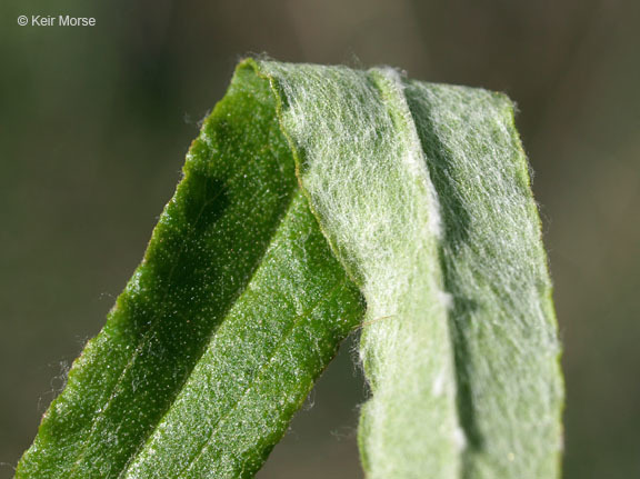 Слика од Pseudognaphalium obtusifolium (L.) O. M. Hilliard & B. L. Burtt