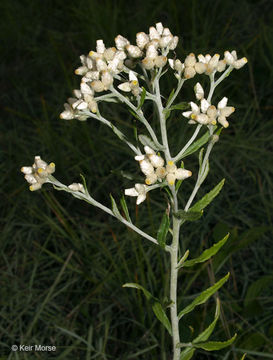 Image of rabbit-tobacco