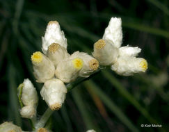 Слика од Pseudognaphalium obtusifolium (L.) O. M. Hilliard & B. L. Burtt