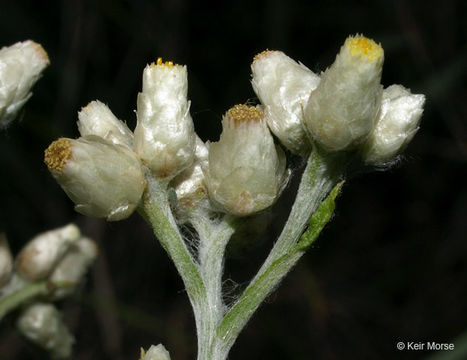 Imagem de Pseudognaphalium obtusifolium (L.) O. M. Hilliard & B. L. Burtt