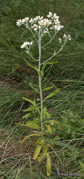 Imagem de Pseudognaphalium obtusifolium (L.) O. M. Hilliard & B. L. Burtt