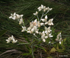 Слика од Pseudognaphalium obtusifolium (L.) O. M. Hilliard & B. L. Burtt