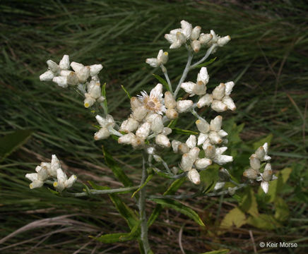 Image of rabbit-tobacco