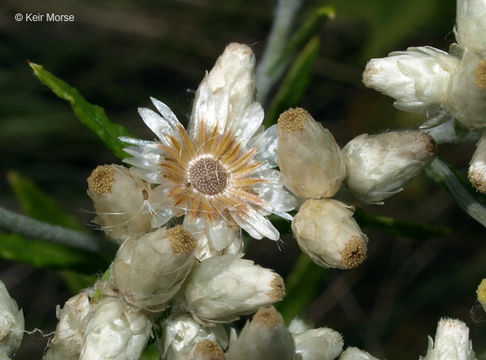 Imagem de Pseudognaphalium obtusifolium (L.) O. M. Hilliard & B. L. Burtt