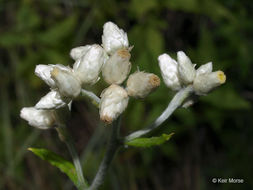 Слика од Pseudognaphalium obtusifolium (L.) O. M. Hilliard & B. L. Burtt