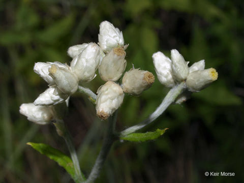 Imagem de Pseudognaphalium obtusifolium (L.) O. M. Hilliard & B. L. Burtt