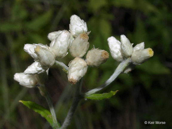 Imagem de Pseudognaphalium obtusifolium (L.) O. M. Hilliard & B. L. Burtt