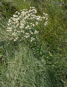 Image of rabbit-tobacco