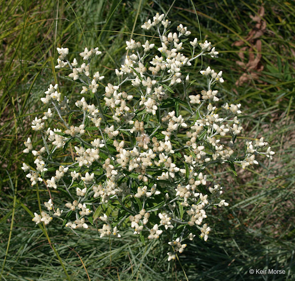 Слика од Pseudognaphalium obtusifolium (L.) O. M. Hilliard & B. L. Burtt