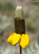 Image of Mexican hat