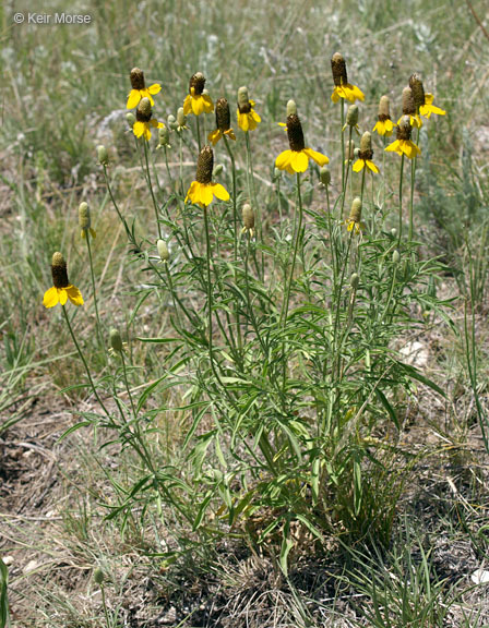 Image of Mexican hat