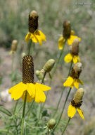 Image of Mexican hat