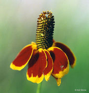 Image of Mexican hat