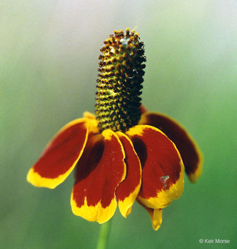 Image of Mexican hat