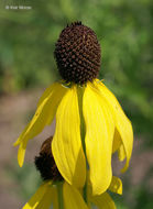 Image of pinnate prairie coneflower