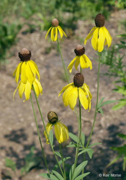 Image of pinnate prairie coneflower