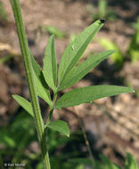 Image of pinnate prairie coneflower