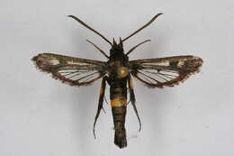 Image of Pyropteron