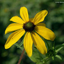 Imagem de <i>Rudbeckia <i>triloba</i></i> var. triloba