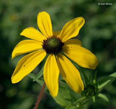 Imagem de <i>Rudbeckia <i>triloba</i></i> var. triloba