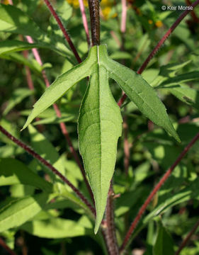 Image of <i>Rudbeckia <i>triloba</i></i> var. triloba