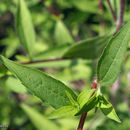 Image of <i>Rudbeckia <i>triloba</i></i> var. triloba