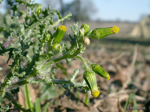 Plancia ëd Senecio vulgaris L.