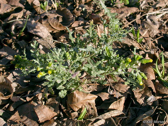 Image of groundsel