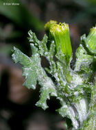 Image of groundsel