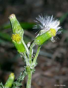 Plancia ëd Senecio vulgaris L.