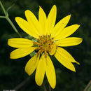 Silphium asteriscus var. trifoliatum (L.) J. A. Clevinger resmi