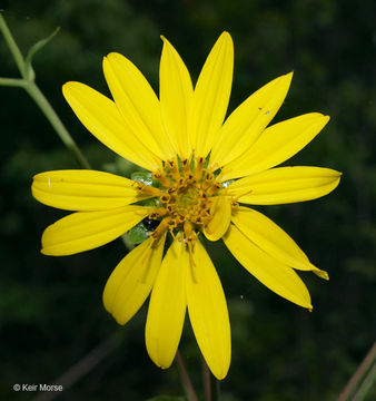 Silphium asteriscus var. trifoliatum (L.) J. A. Clevinger的圖片