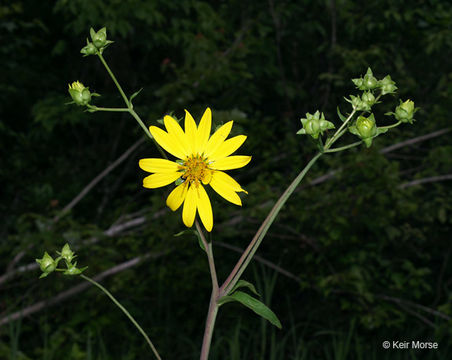 Image de Silphium asteriscus var. trifoliatum (L.) J. A. Clevinger