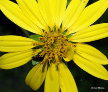 Silphium asteriscus var. trifoliatum (L.) J. A. Clevinger resmi