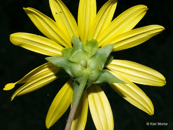 Silphium asteriscus var. trifoliatum (L.) J. A. Clevinger resmi