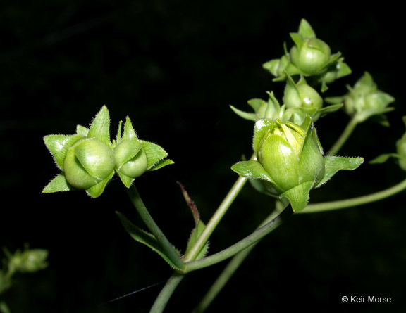 Silphium asteriscus var. trifoliatum (L.) J. A. Clevinger resmi