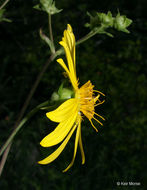 Silphium asteriscus var. trifoliatum (L.) J. A. Clevinger resmi