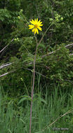 Silphium asteriscus var. trifoliatum (L.) J. A. Clevinger resmi