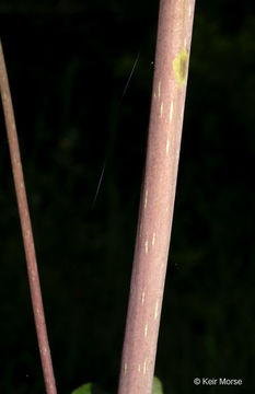 صورة Silphium asteriscus var. trifoliatum (L.) J. A. Clevinger