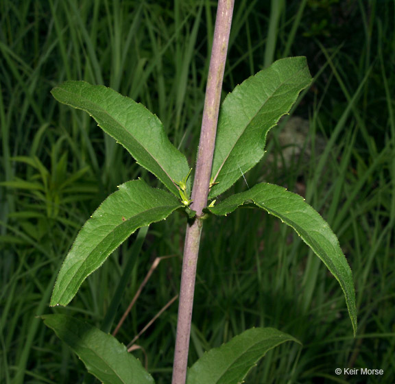 Silphium asteriscus var. trifoliatum (L.) J. A. Clevinger resmi