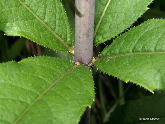 Silphium asteriscus var. trifoliatum (L.) J. A. Clevinger resmi