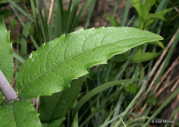 Image of whorled rosinweed