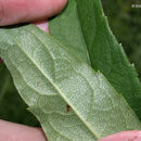 Image of whorled rosinweed