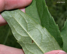 Image of whorled rosinweed